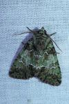 Polyphaenis sericata