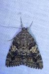 Catocala sponsa