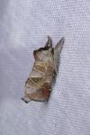 Clostera pigra