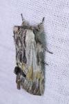 Harpyia milhauseri