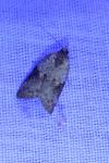 Nycteola revayana