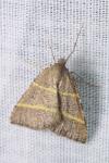 Perigune narbonea