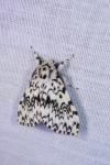Lymantria monacha