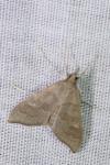 Mecyna asinalis