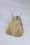 Mythimna sicula