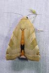 Noctua fimbriata