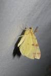 Opisthograptis luteolata