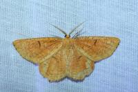 Angerona prunaria