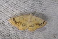 Cyclophora annularia