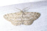 Hypomecis punctinalis
