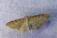 Idaea humiliata