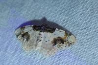 Ligdia adustata