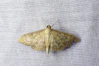 Patania ruralis