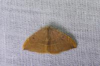 Watsonalla uncinula