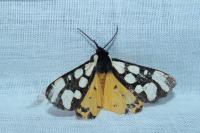 Arctia villica