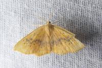 Cyclophora lennigiaria