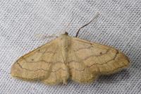 Idaea aversata