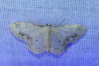 Idaea trigeminata