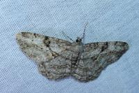 Peribatodes rhomboidaria