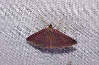 Scopula rubiginata