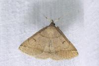 Zanclognatha lunalis