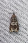 Ancylis achatana