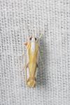 Catoptria osthelderi