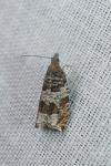 Ancylis achatana
