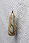 Catoptria osthelderi