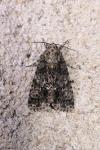 Acronicta rumicis