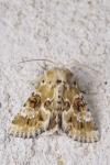 Eremobia ochroleuca