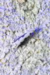 Ethmia bipunctella