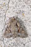 Lacanobia w-latinum