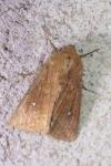 Mythimna albipuncta