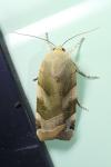 Noctua fimbriata