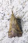 Synaphe punctalis