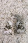 Hecatera bicolorata