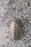 Mythimna riparia