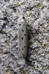 Yponomeuta plumbella