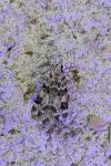 Eudonia mercurella