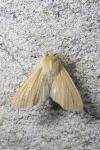 Mythimna pallens