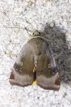 Noctua janthe / Noctua janthina