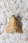 Ostrinia nubilalis