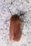 Phragmatobia fuliginosa