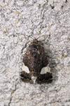 Tyta luctuosa