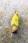 Agapeta zoegana