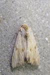 Apamea sublustris