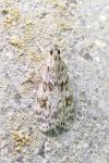 Scoparia pyralella