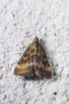 Pyrausta despicata