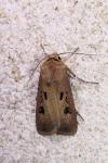 Agrotis exclamationis